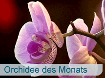 Orchidee des Monats